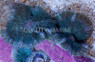 "Matrix" Bullseye Mushroom (Per Polyp) :: 55670