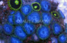 Darwin Blue Colony Polyp :: 55682