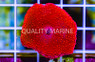 Super Red Actinodiscus Mushroom  :: 55685