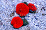 Atomic Red Actinodiscus Mushroom :: 55687