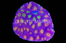 Ultra Multicolor Acanthastrea Coral :: 62413