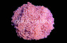 Orange Tip Branching Hammer Coral :: 62414