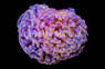Metallic Gold Branching Hammer Coral :: 62415