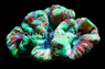 Green/Red Trachyphyllia Coral :: 62432