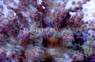 Green Plana Acropora Coral :: 66023