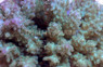 Green Cerealis Acropora Coral :: 66029