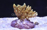 Green Efflorescens Acropora Coral :: 66038