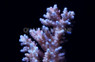 Hyacinthus Acropora Coral :: 66045