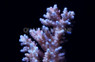 A. hyacinthus :: 66045