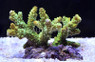 A. nobilis Neon Green Staghorn :: 66062