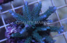 Blue Tip Green Parilis Acropora Coral :: 66067