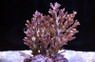Green Desalwii Acropora Coral :: 66107