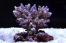 Blueberry Tenuis Acropora Coral :: 66123