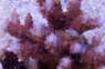 Formosa Acropora Coral :: 66125