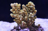Green Formosa Acropora Coral :: 66127