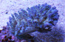 Turquoise Aspera Acropora Coral :: 66152