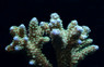 Green Pulchra Acropora Coral :: 66160