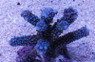 Blue Pulchra Acropora Coral :: 66162