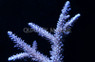 Turquoise Exquisita Acropora Coral :: 66198