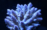 Blue/Purple Nasuta Acropora Coral :: 66207