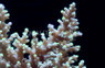 "Green Dragon" Carduus Acropora Coral :: 66212