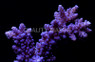 Blue Austera Acropora Coral :: 66223