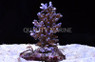Blue Echinata Acropora Coral :: 66228