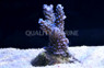 Blue Tip Turquoise Grandis Acropora Coral :: 66232