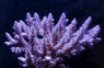 Purple Insignis Acropora Coral :: 66237