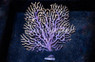 Blue Gorgonian :: 51023