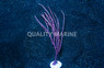 Purple Whip Gorgonian :: 51031