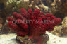 Red Thick Chili Coral :: 51501