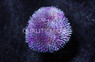 White/Yellow Toadstool Leather Coral :: 51506