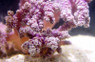Red Tip Carnation Tree Coral :: 51516