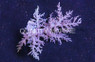 Yellow Carnation Tree Coral :: 51517