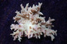 Mushroom Finger Leather Coral :: 51523