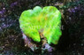 Yellow Devil's Hand Tree Coral :: 51527