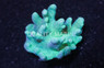 Green Devil's Hand Tree Coral :: 51532