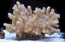 Kenya Tree Coral :: 51536