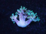 Green Kenya Tree Coral :: 51541