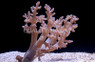Green Litophyton Tree Coral :: 51548