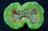 Metallic Green Trachyphyllia Coral :: 52009
