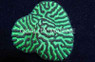 Maze, Colored :: 52013