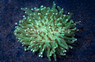 Green Long Tentacle Plate Coral :: 52036
