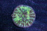 Short Tentacle Plate Coral :: 52038