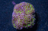 Pink Tip Green Branching Hammer Coral :: 52040
