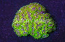 Galaxy, Green :: 52047