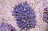 Blue Acropora Coral :: 52056