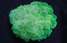 Green Bubble Coral :: 52060