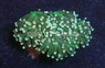 Green Torch Coral :: 52062